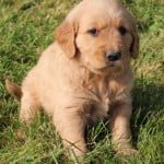 Everybody's friend, the golden retriever is known for her devoted and obedient nature as a family companion