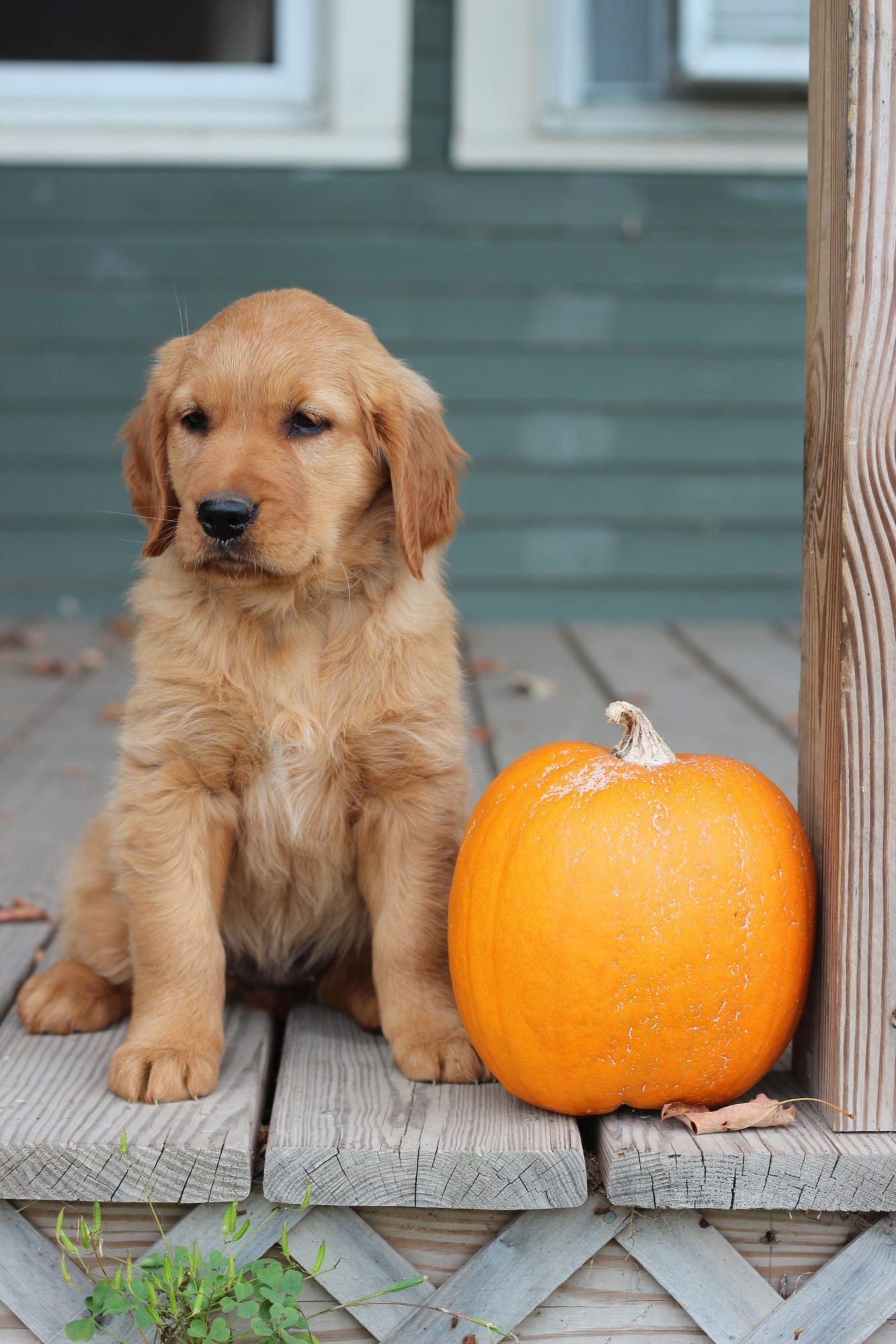 Windy Knoll Goldens are all AKC registered golden retriever puppies.