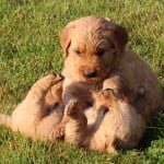 We raise our golden retriever puppies to be playful and happy