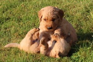 We raise our golden retriever puppies to be playful and happy