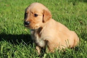 Golden retriever puppy on our lawn