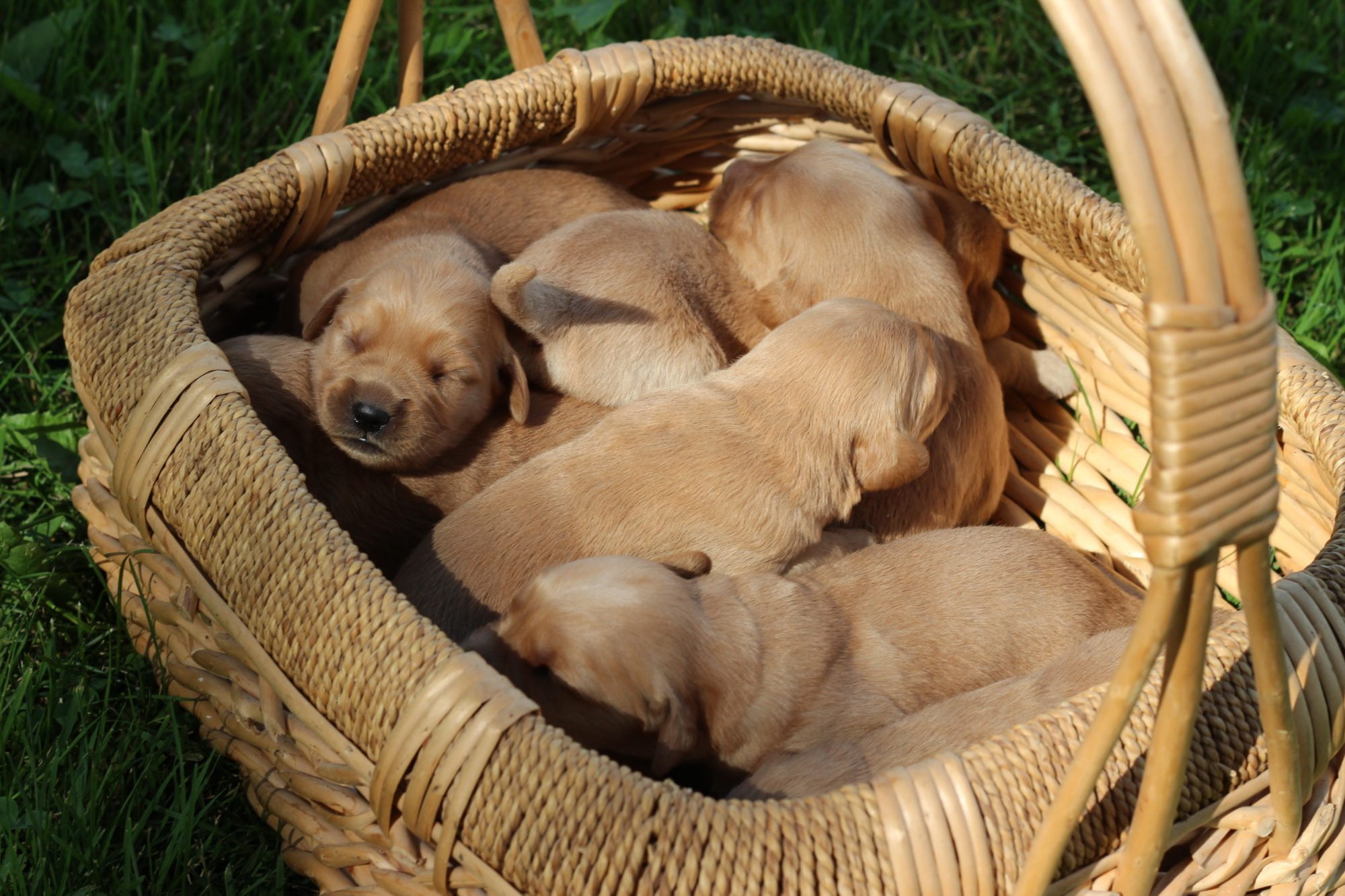 A basket full of healthy golden retriever puppies