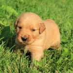 Windy Knoll Goldens are lovable, well-mannered, intelligent puppies with a great charm