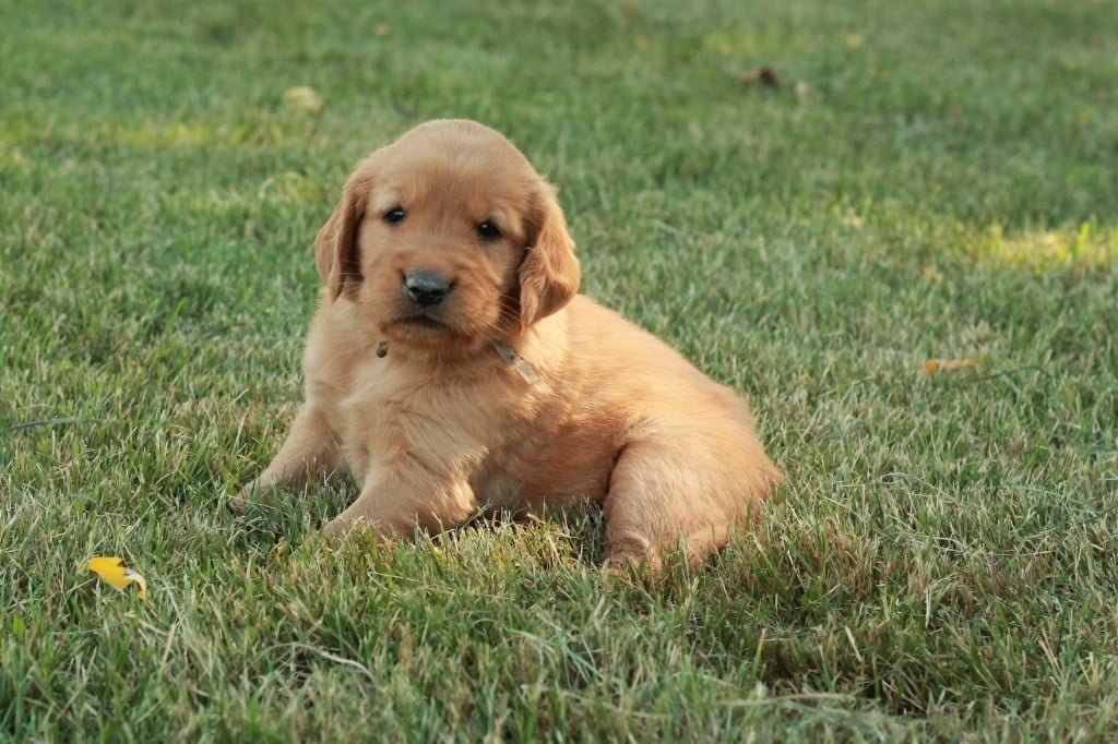 AKC Golden Retriever Puppies Available 1
