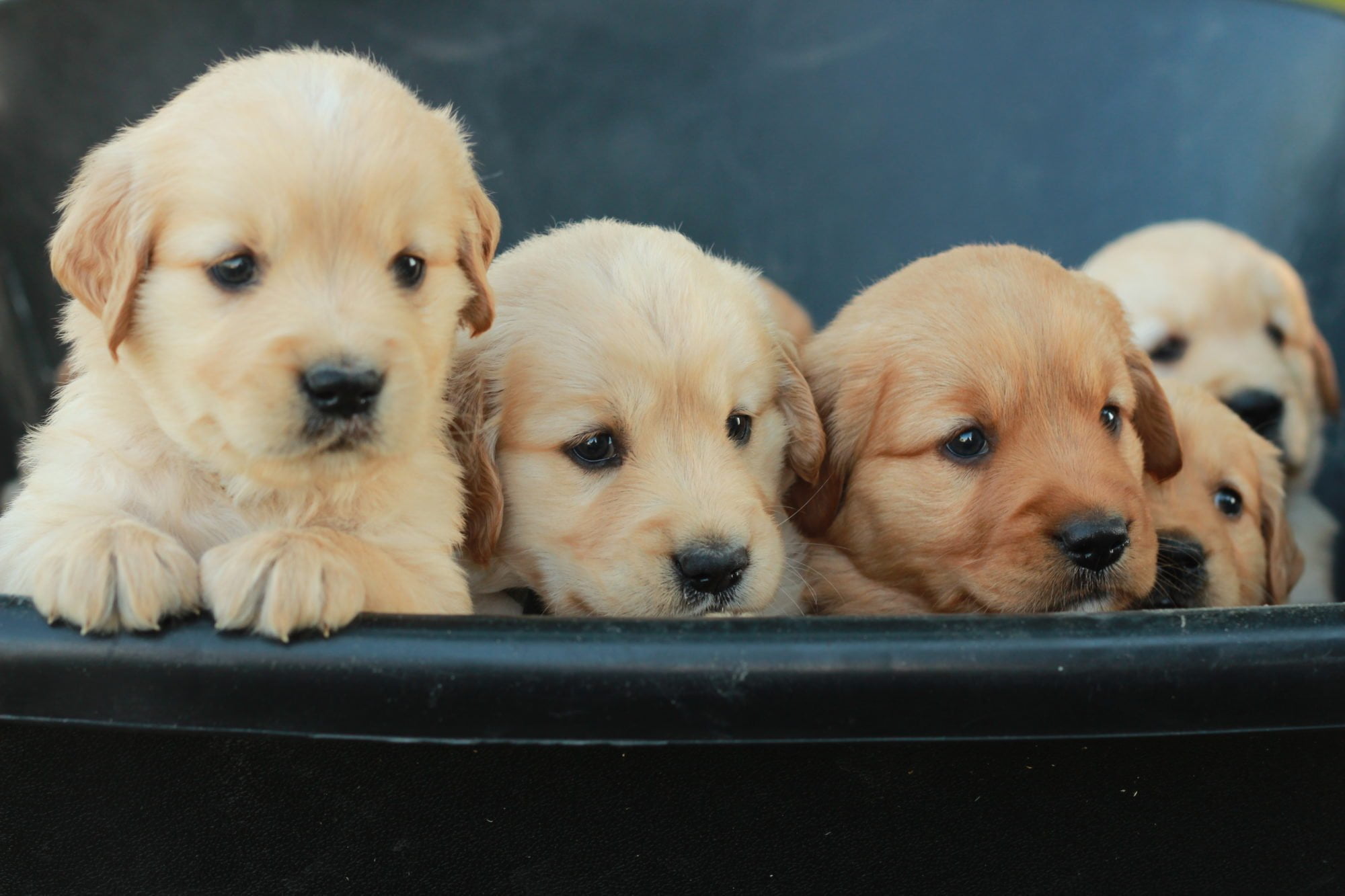 Reserve your golden retriever puppy from Windy Knoll