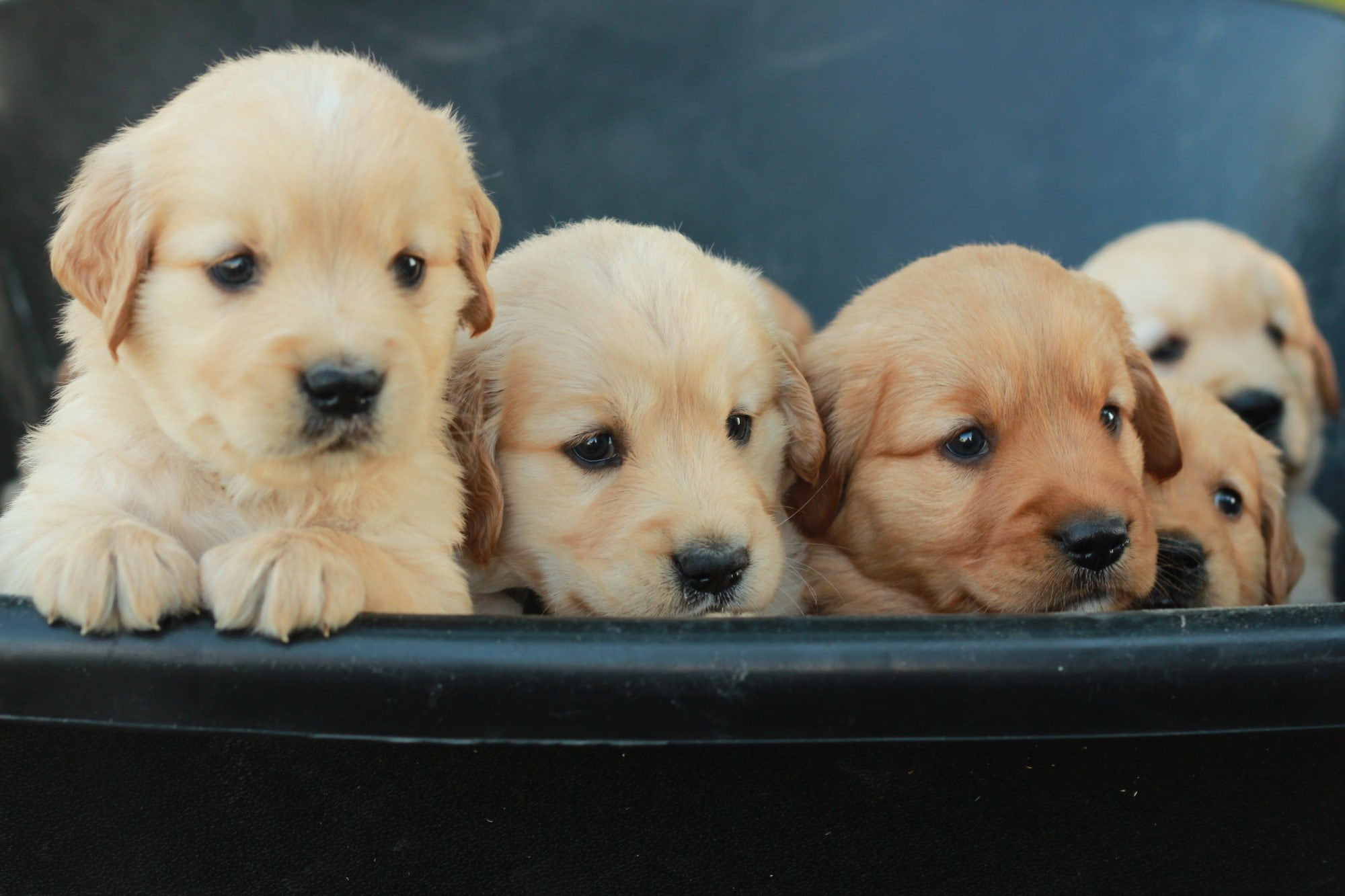 Golden Retriever Puppies Calendar 2025