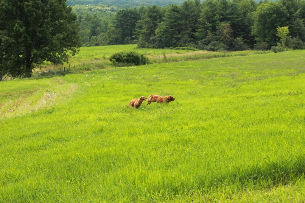 Our AKC Goldens enjoying a romp in the vermont countryside