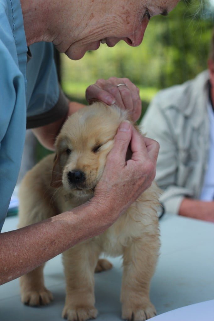 Veterinary first puppy exam for our Vermont Raised, Vet Checked Golden Retriever pups