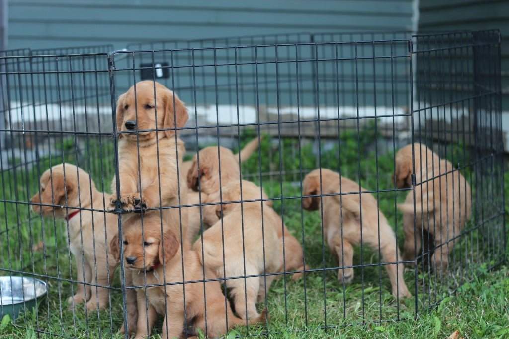 Windy Knoll AKC Golden Retriever puppies waiting to vet checked