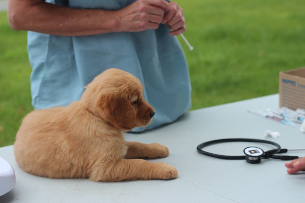 AKC Golden Retriever Male Pup relaxes during vet exam