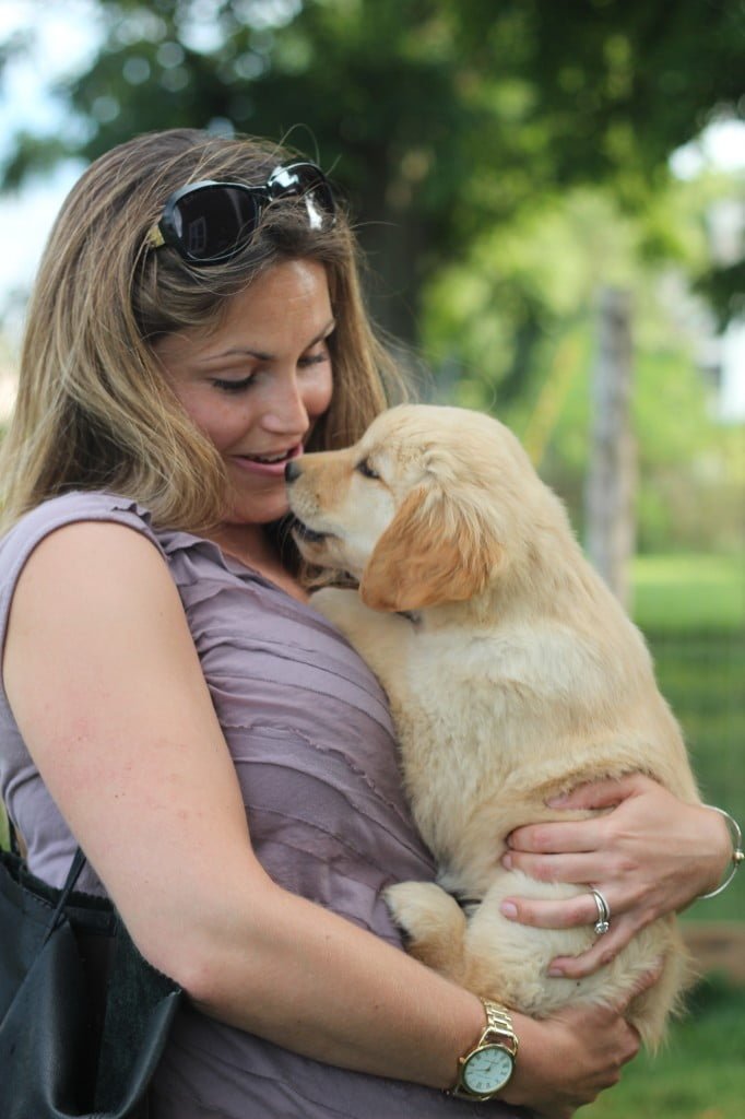 Our Blonde AKC Golden Retriever Girl and her new owner