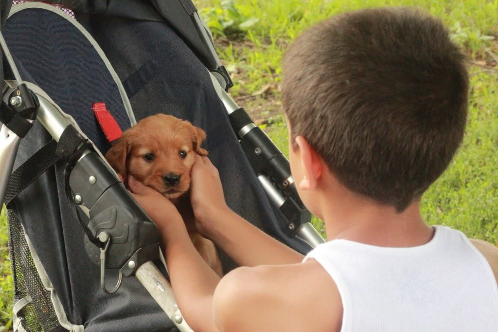 Some of the pups even had the privilege of trying out the stroller seat under the watchful eyes of this puppy loving boy!