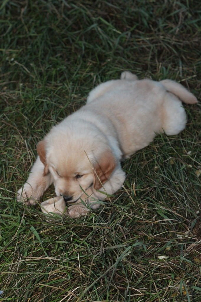 Relaxation after evening romps - a beef bone. 