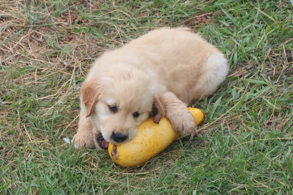 Of course, sharing is a virtue, so other canines get to take a turn here and there. After all, there will be more squash in the near future - no worries!