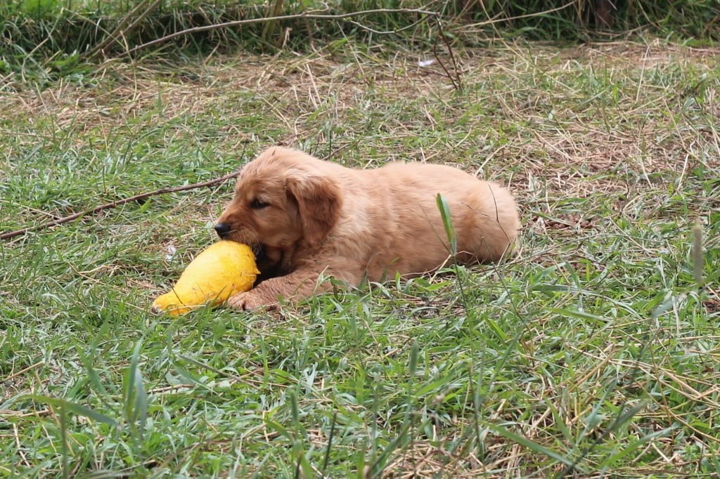 Other times, a pup can manage to get in a solitary gnaw. 