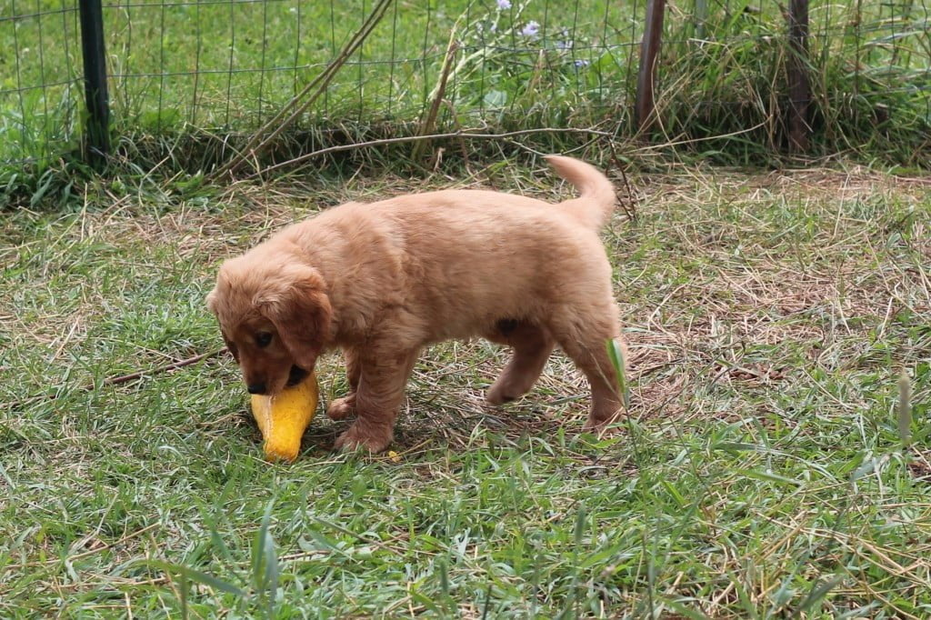 It can be difficult when your only a little plump ball of cuteness to get a good grasp on those slippery things...