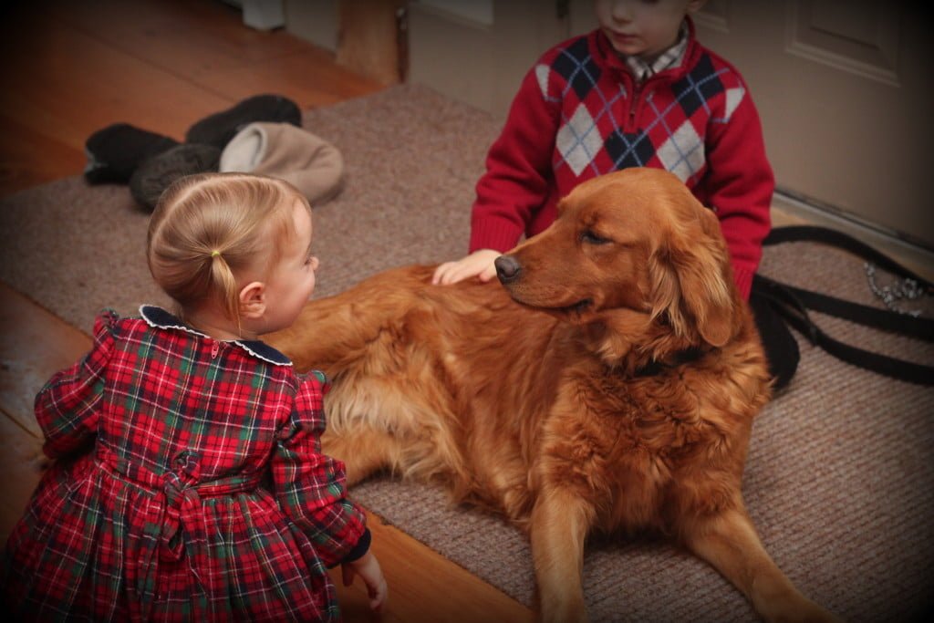 Children and Golden Retrievers - perfect fit
