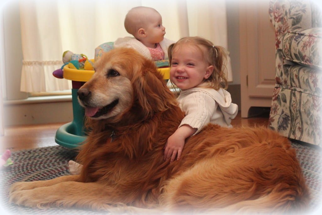 Esther snuggles with our friendly, cuddly golden retriever sire AKC Green Mountain Pastures Shep
