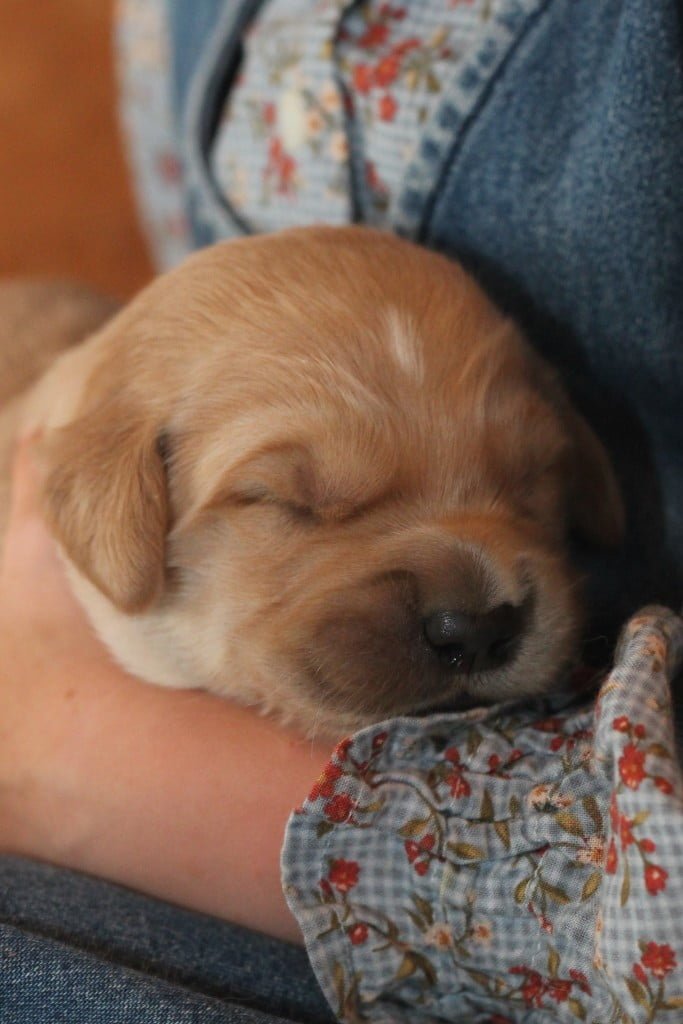 AKC Golden Retriever puppies are adorable!