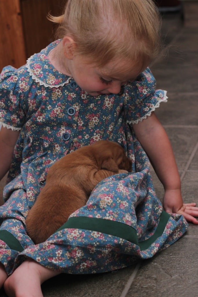 Golden Retriever puppies loves snuggles