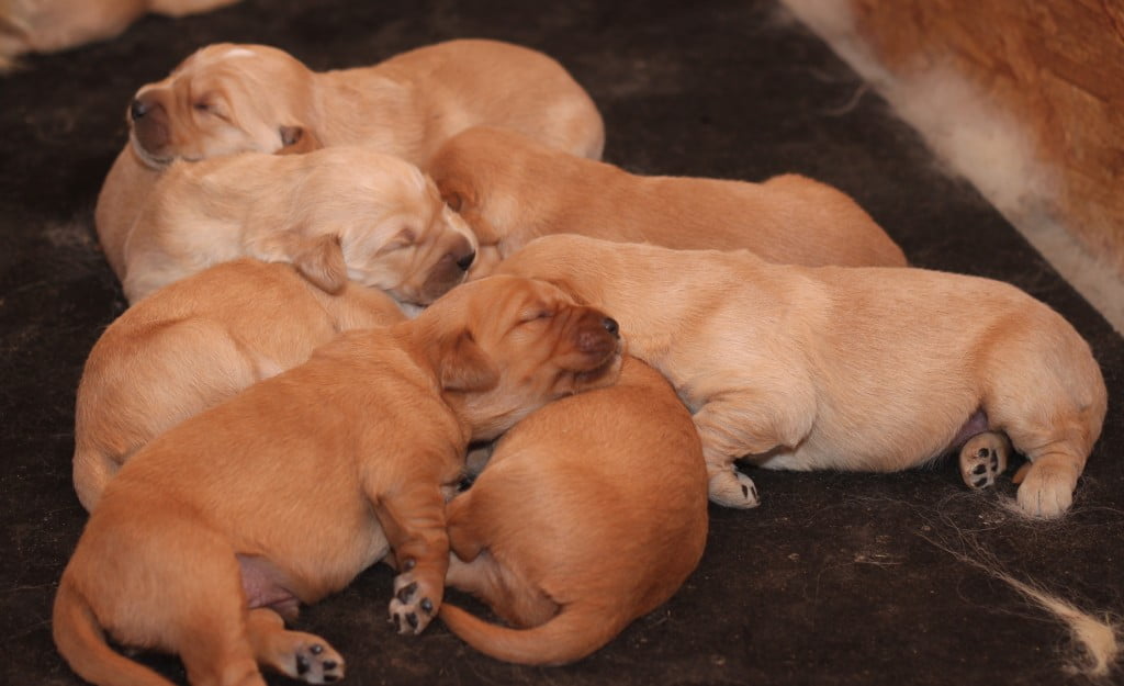 Jenny's AKC Goldens napping in a pile