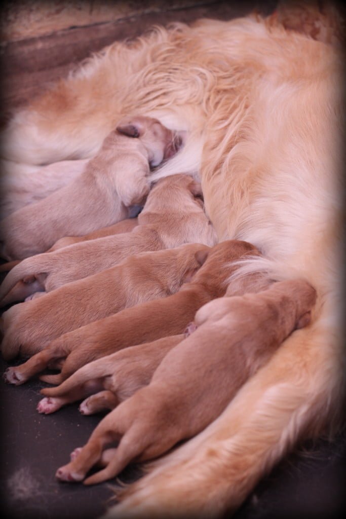Jenny's puppies are hearty and healthy and nursing well!