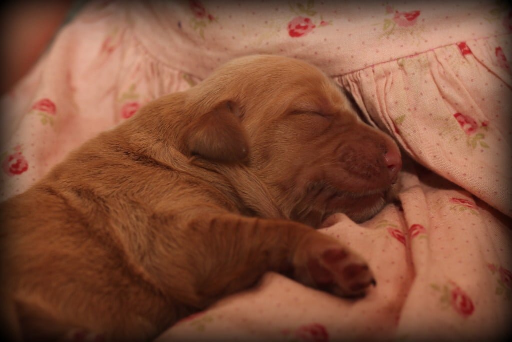 Our new AKC Golden Retriever Puppy