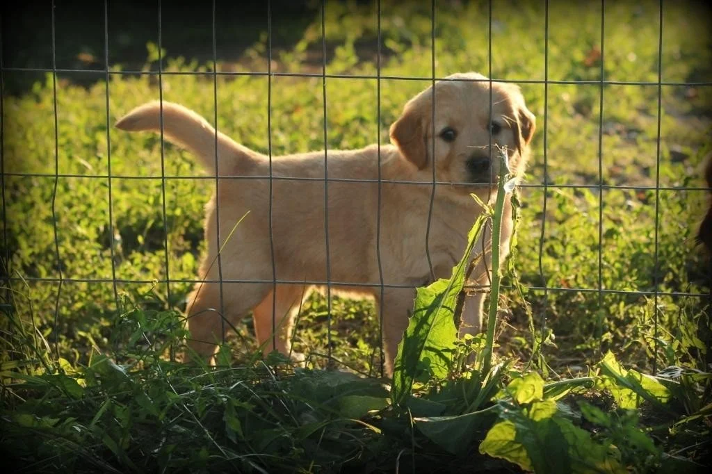 A AKC Windy Knoll Golden Retriever puppy Enjoying New England Sunshine