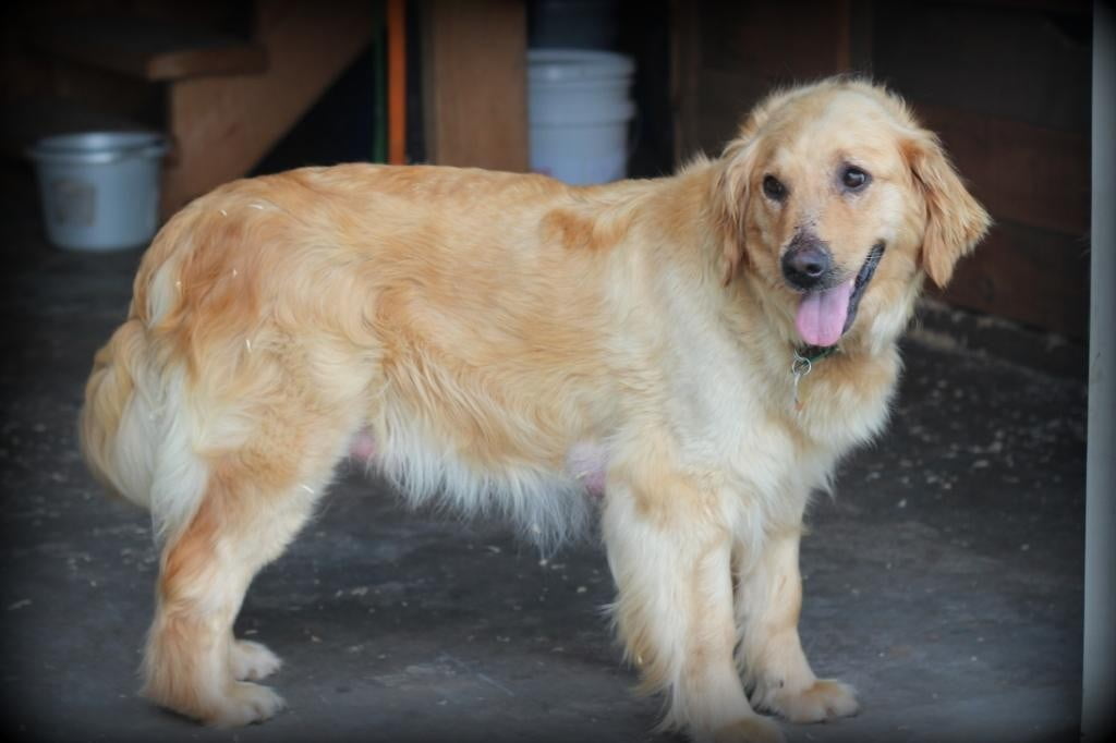 Jenny is one of our beautiful Golden Retrievers raised in New England
