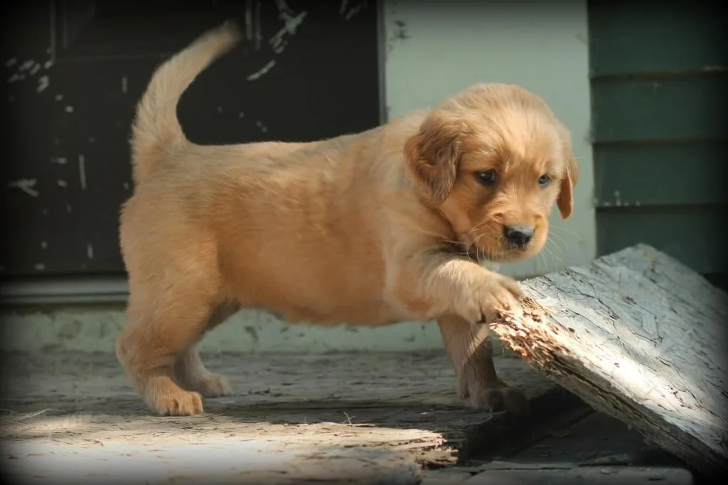 Our AKC Golden Retriever Puppies play in the New England Countryside