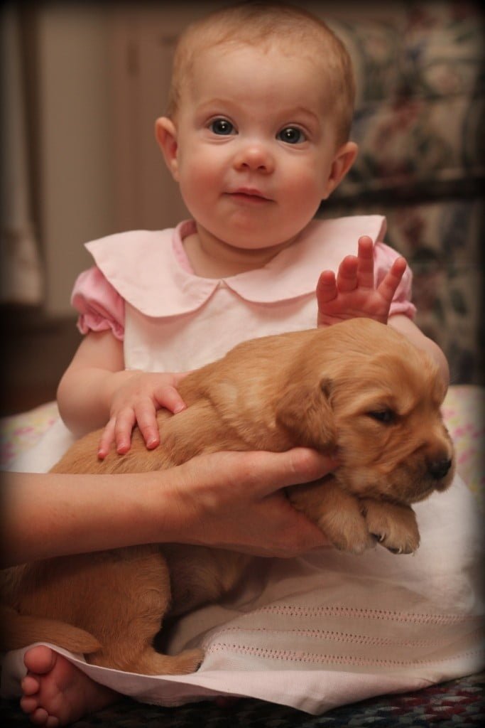 Our Golden Retreiver puppies are socialized with all ages from a very young age!