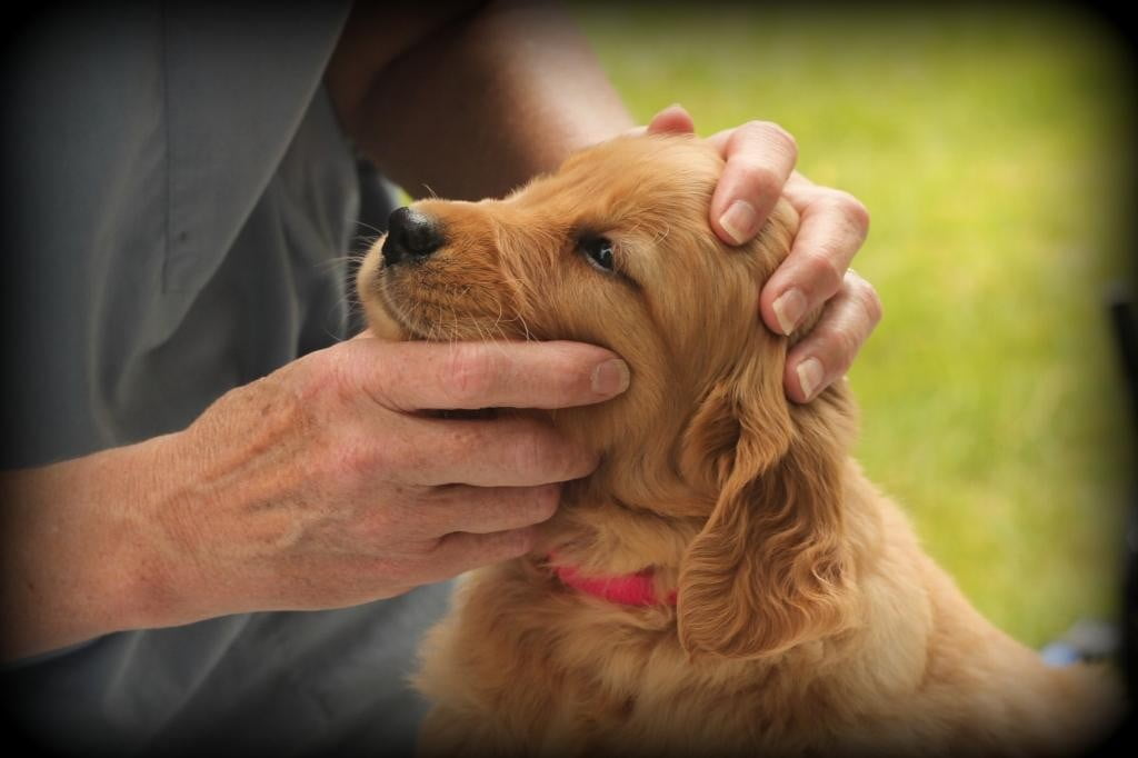 Our New England raised AKC Golden Retriever puppies are all examined by a vet