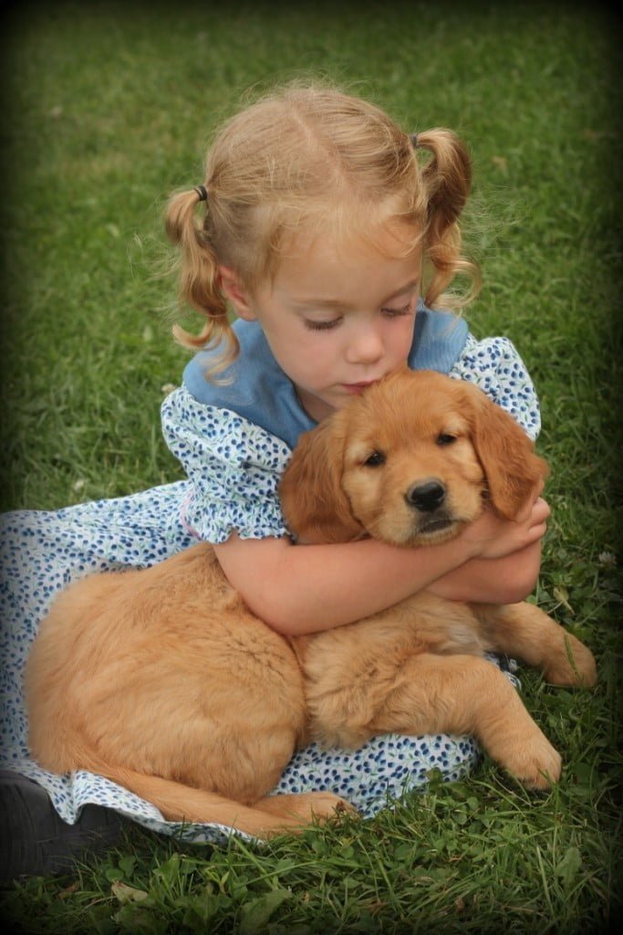 Windy Knoll AKC Golden  Retriever puppies recieve lots of socialization with young children