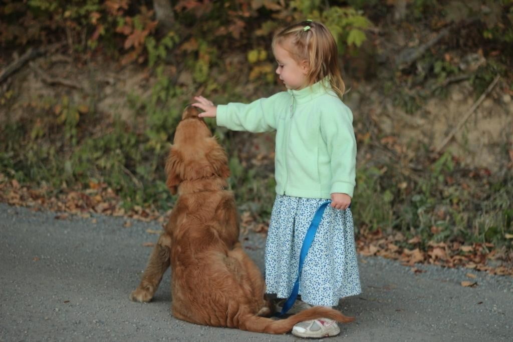 Windy Knoll AKC Golden Retrievers interact with children from a young age