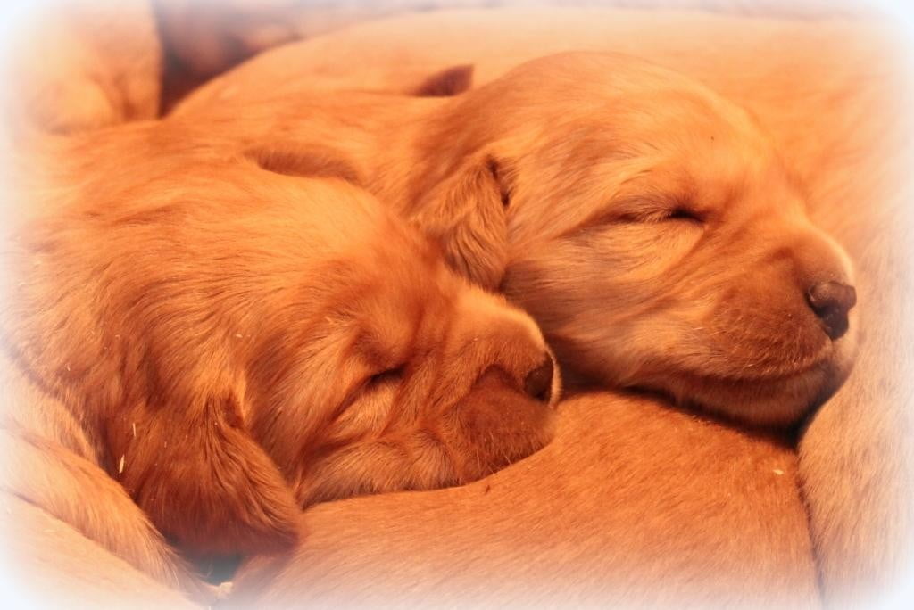 Family raised AKC Golden Retriever dark red puppies nap peacefully together