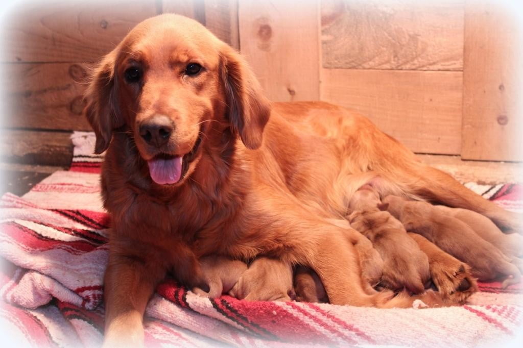 Windy Knoll Betsy's dark red golden retriever puppies at only hours old