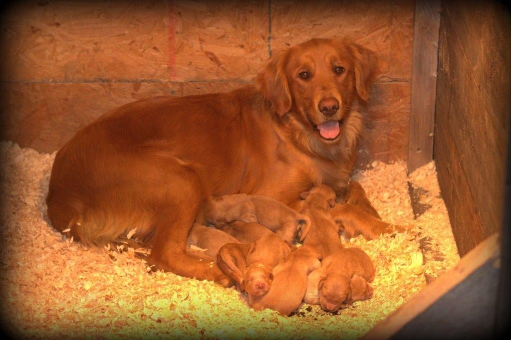 Windy Knoll breeders of AKC Golden Retrievers welcome Polly's first litter of puppies