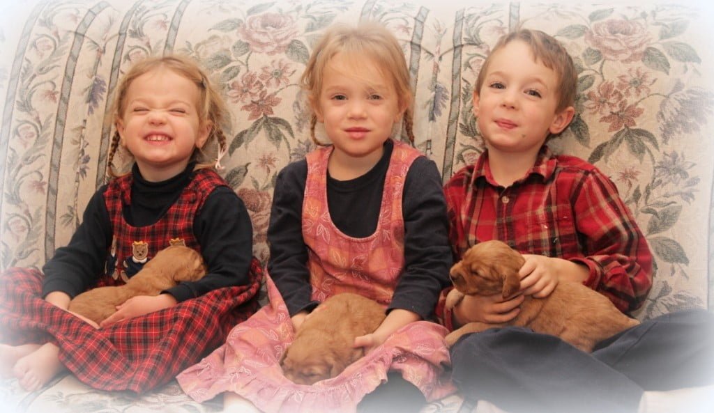 A snuggly sixsome - three children and three AKC Golden Retriever puppies
