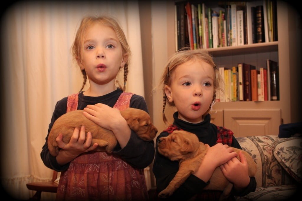 Betsy's AKC dark red golden retriever puppies enjoy Christmas Carols along with Mary and Esther