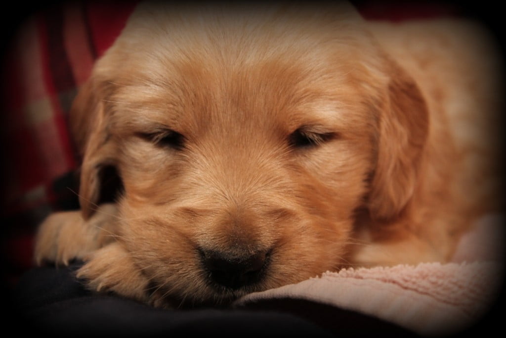 One of Polly's AKC Golden Retriever pups snuggles in a lap- a benefit of being family raised in New England
