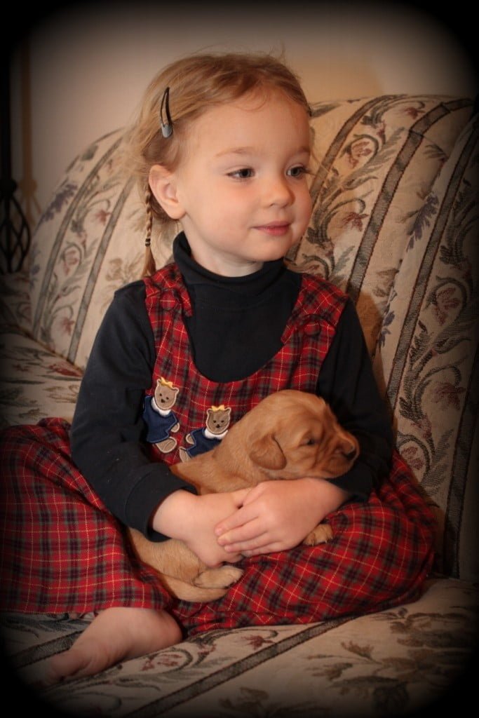 Our AKC family raised Golden Retrievers enjoy lots of snuggles with our young children