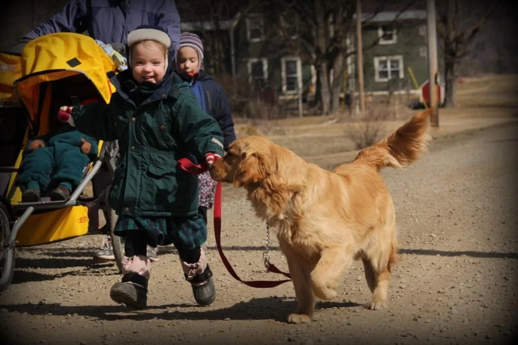 Everyone, our AKC Golden Retrievers, and children, are glad Spring is here!