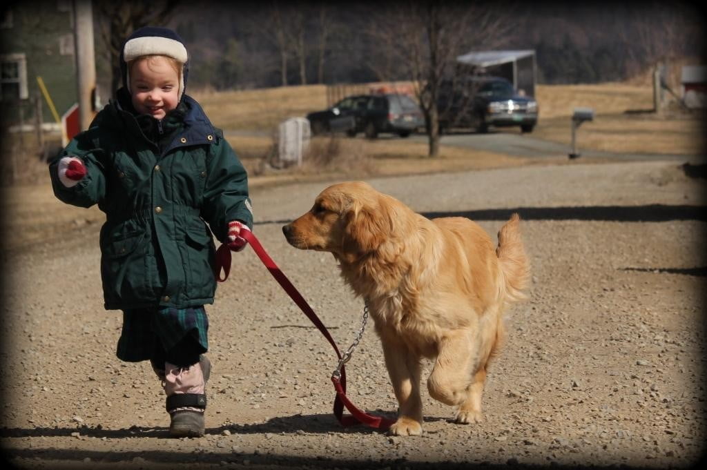 Our AKC Windy Knoll Sunny and two year old daughter enjoy a walk together