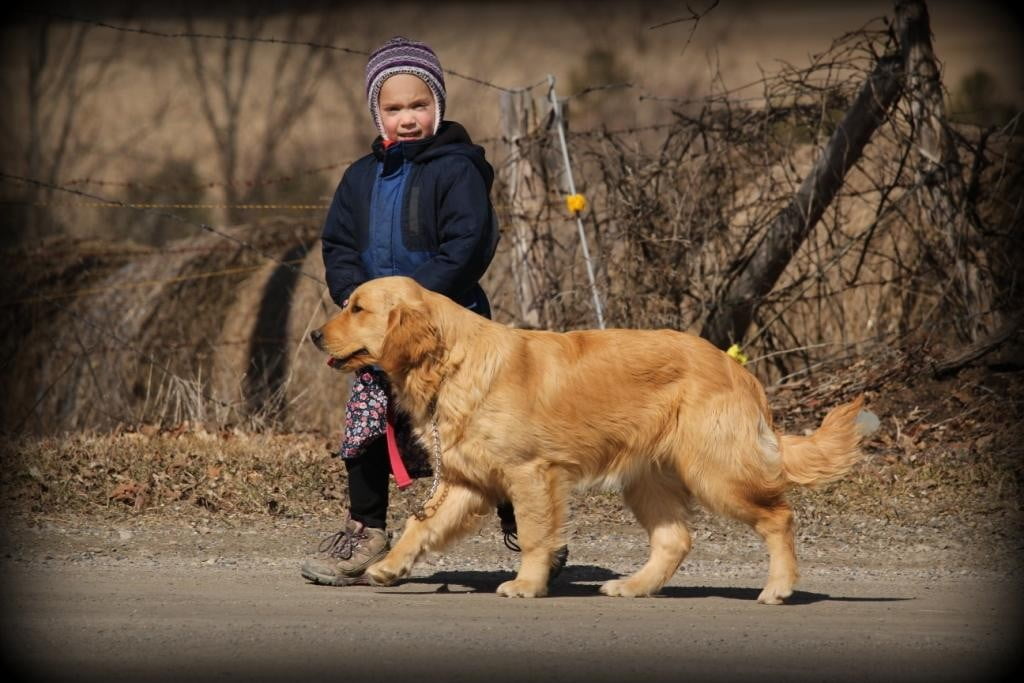 Spring is in the air here at Windy Knoll Farm, where our AKC Golden Retriever Sunny enjoys a walk with Mary