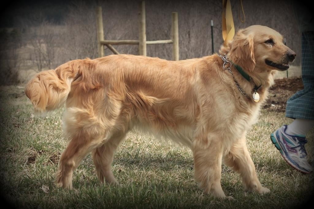 AKC Windy Knoll Jenny's puppies are due in May 2016