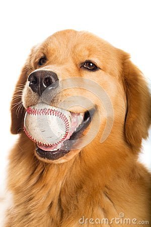 Golden Retriever's play baseball too!