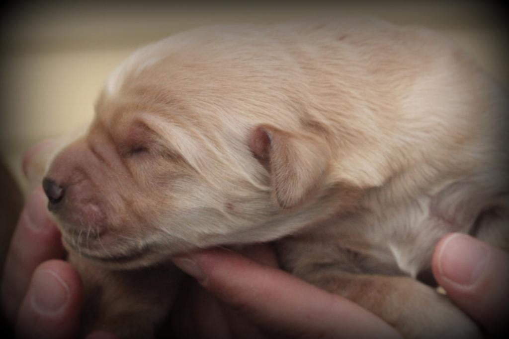 Jenny's three day old AKC Golden Retriever Puppy fit snuggly in our hands
