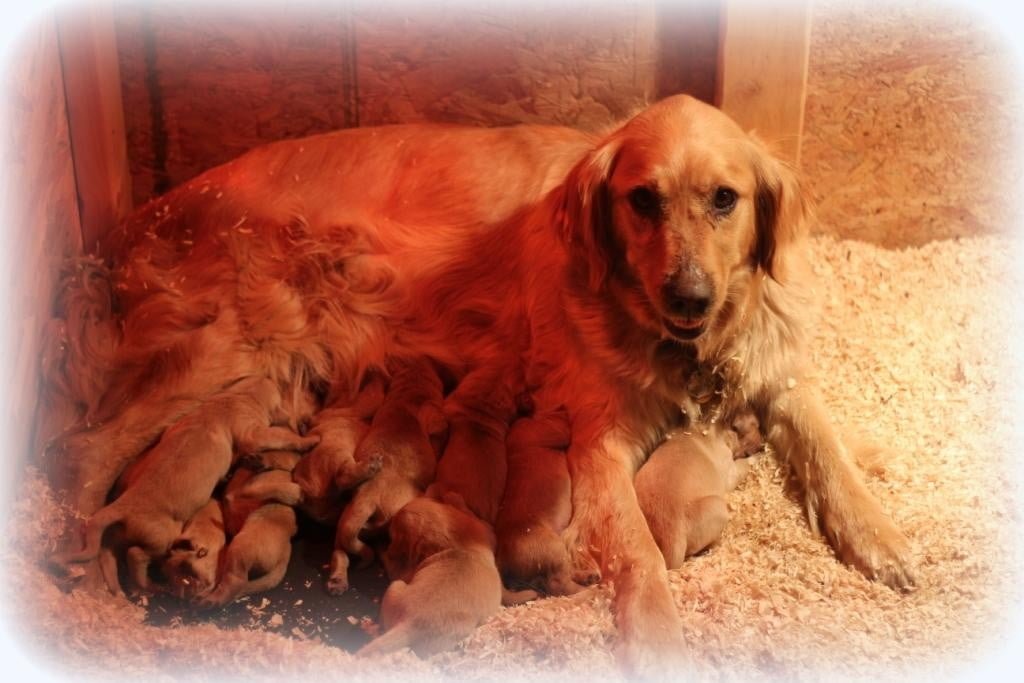Our AKC Windy Knoll Jenny presented us with a fine litter of nine beautiful AKC Golden Retriever puppies May 14 2016
