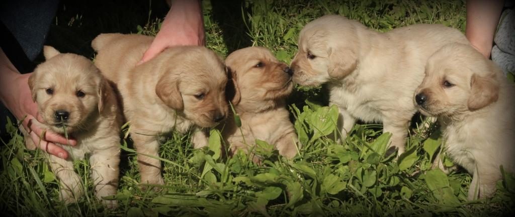 In Jenny's beautiful litter of AKC Golden pups, these are the five adorable males
