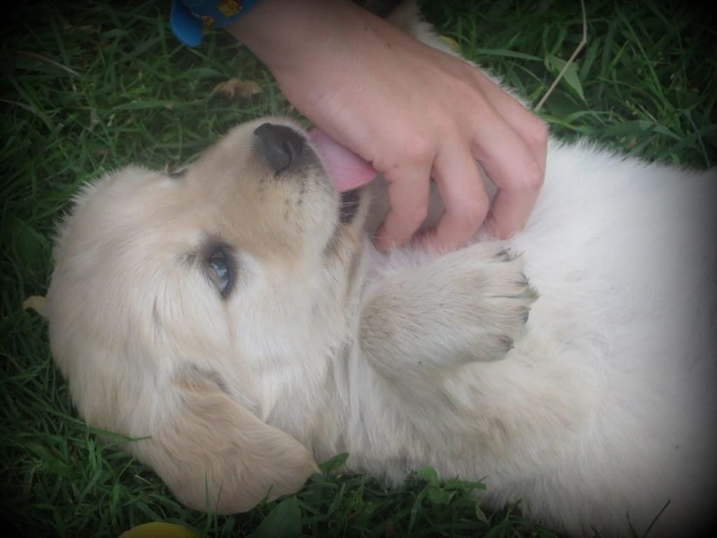 Kisses from a sweet, AKC Golden Retriever puppy